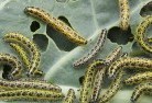 Darlington NSWgarden-pests-and-diseases-6.jpg; ?>